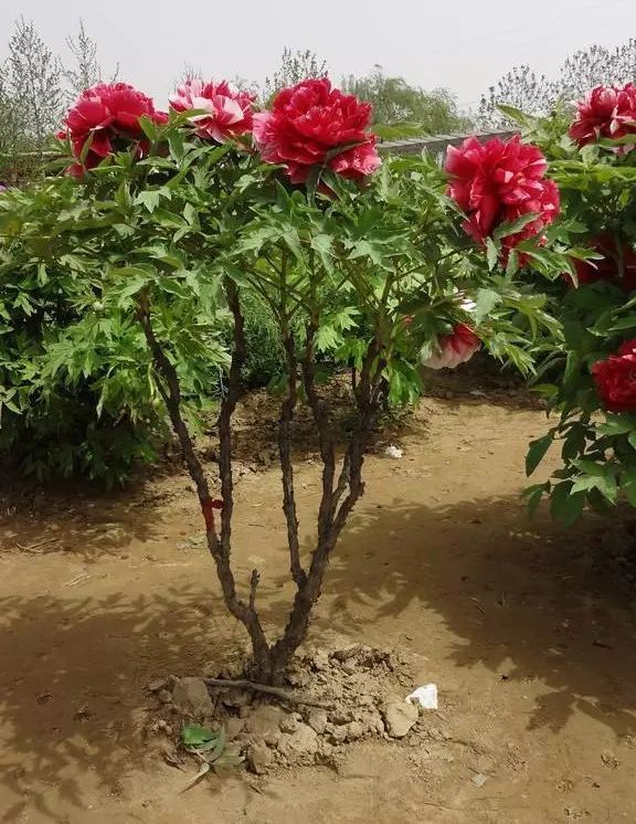 "七芍药, 八牡丹" 牡丹芍药种植季,这些你都知道吗?(上)
