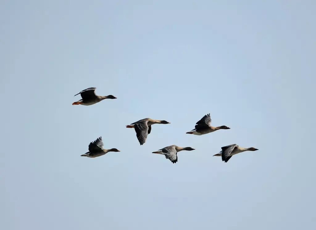蚁群算法的优缺点 群体智能优化算法之粒子群优化算法