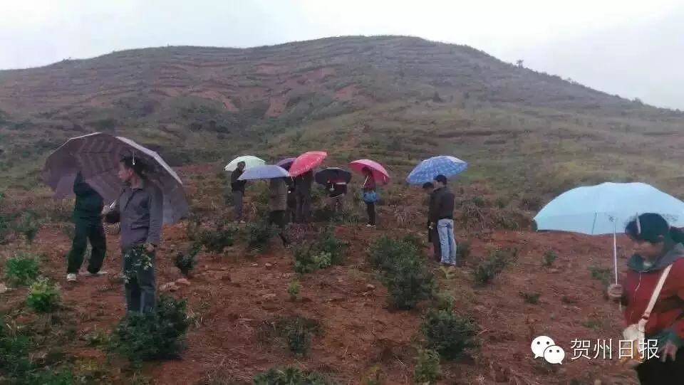 致富经泥鳅_致富泥鳅养殖_致富经泥鳅养殖视频全集