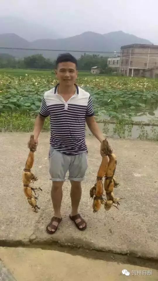 致富经泥鳅_致富经泥鳅养殖视频全集_致富泥鳅养殖