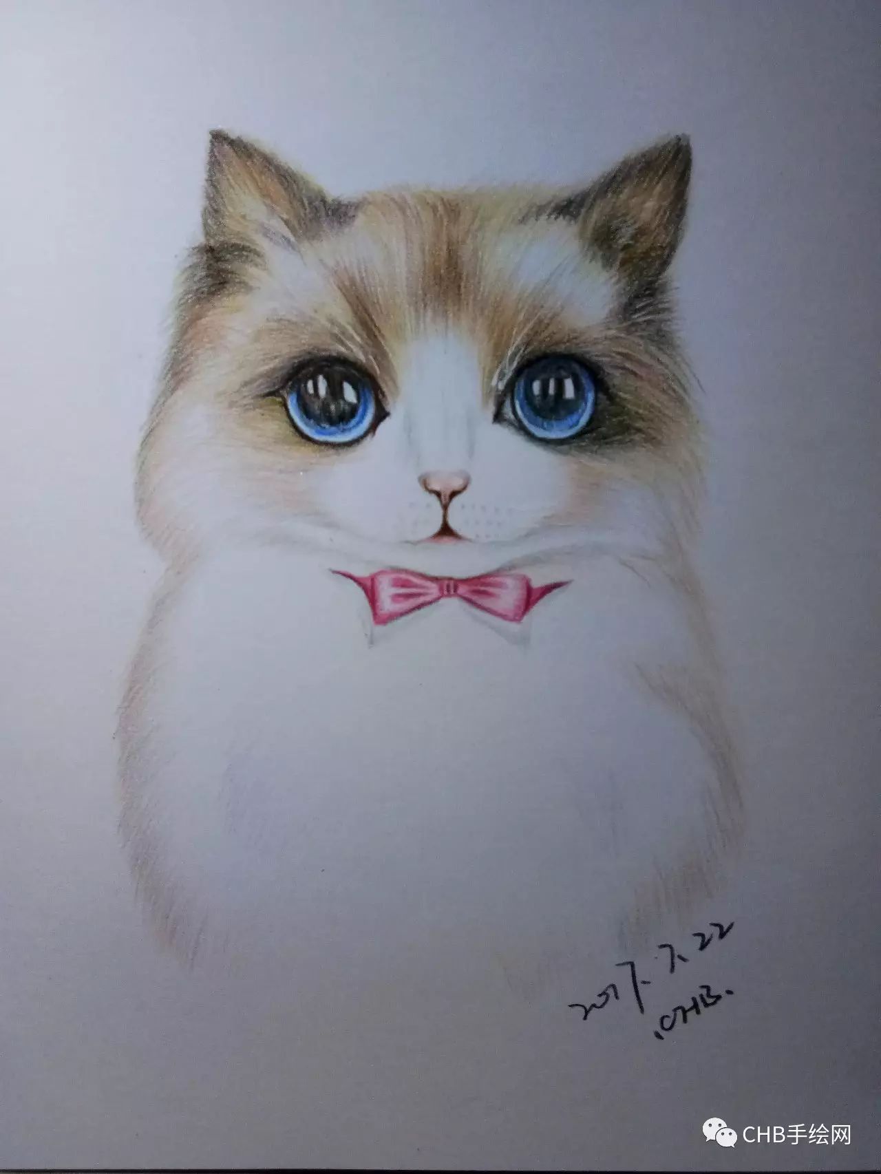 一起来画萌宠吧:彩铅小猫绘画过程分享