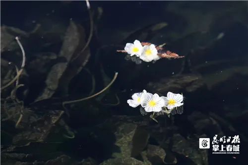 海菜花_都安海菜花几月开花_春菜花春菜花 影音先锋