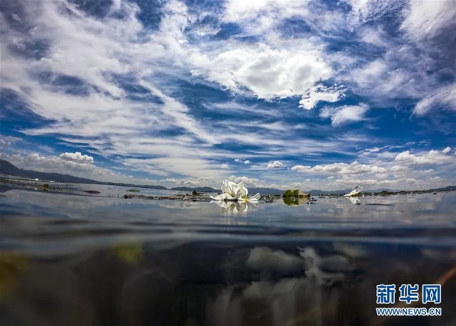 海菜花_春菜花春菜花 影音先锋_都安海菜花几月开花