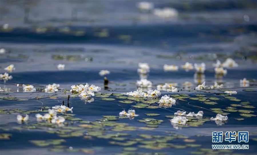 都安海菜花几月开花_海菜花_春菜花春菜花 影音先锋