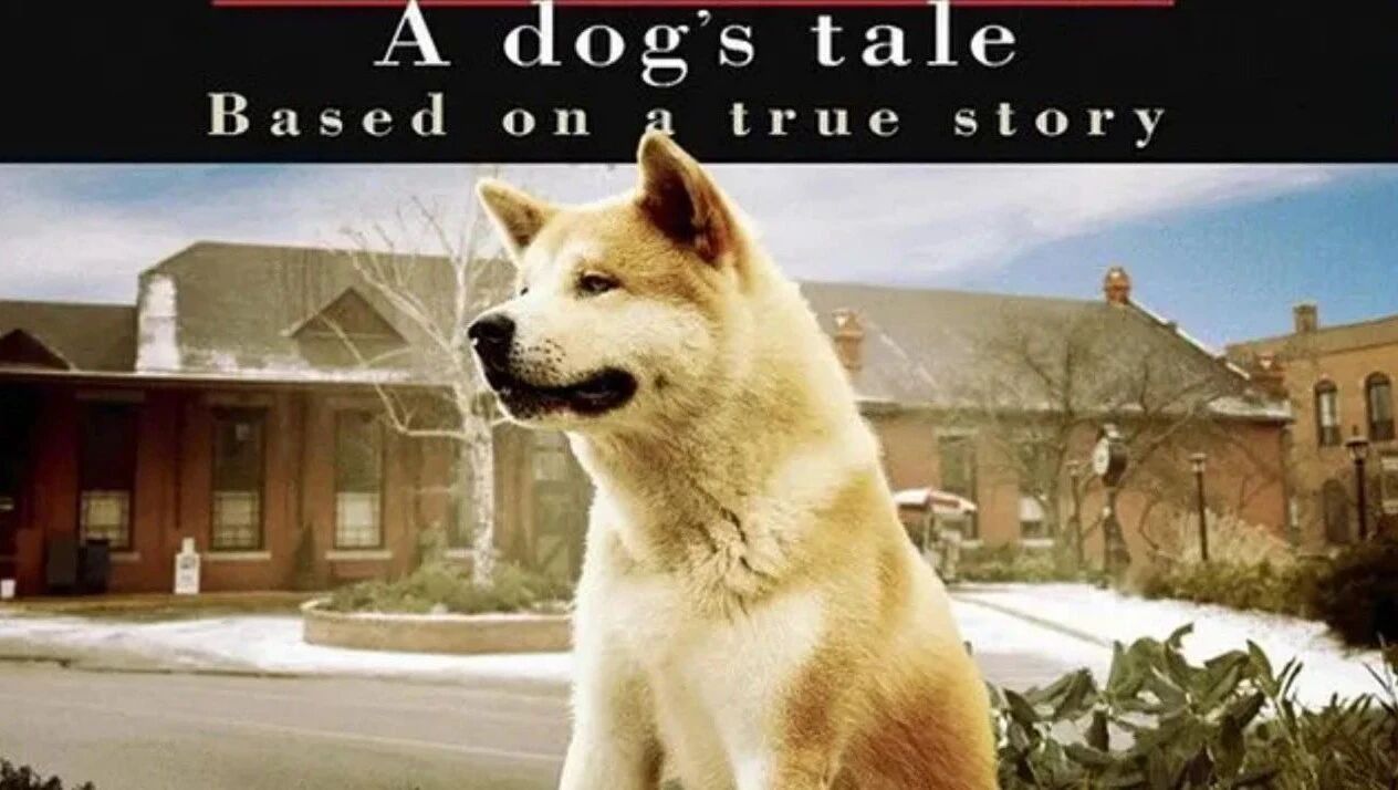 收录于合集⭐电影《忠犬八公的故事》完整版，感人至深！