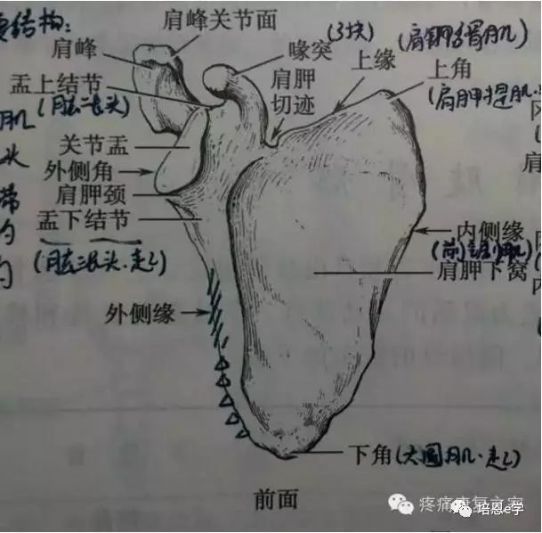 肩胛冈向外侧延伸的扁平突起,称肩峰.关