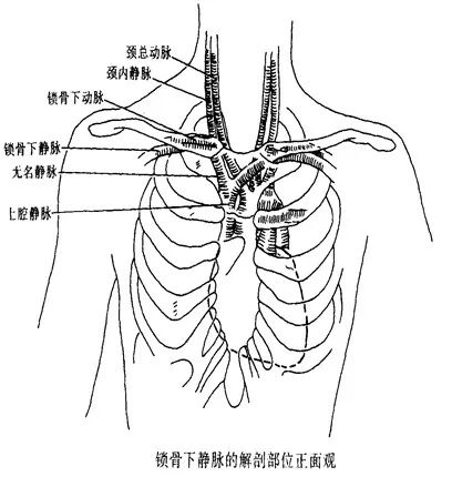 前上方:有锁骨及锁骨下肌 后方:有锁骨下动脉 下方:有第一肋骨 内侧