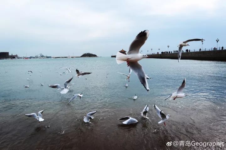 青岛冬天的海,美翻了!约不约?