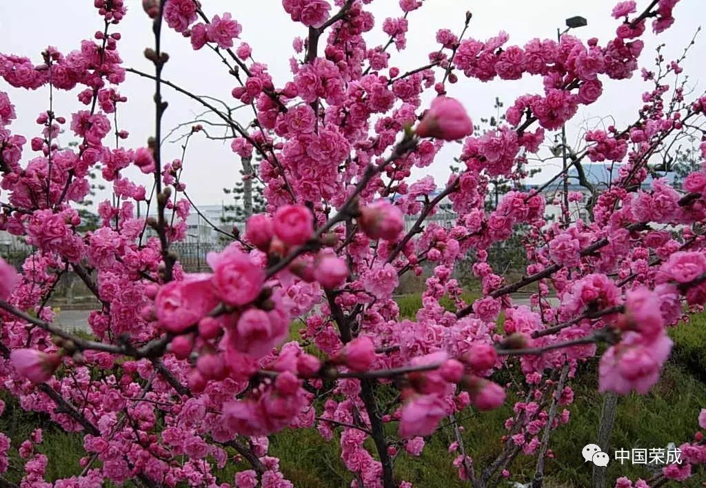 推荐赏花地点:青山公园东门向西.