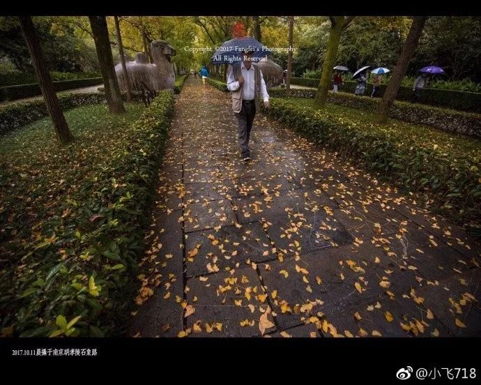乌桕,叶片也渐渐显出了红,黄,绿三色,加上鹅黄枫香的黄连木少年v乌桕男套装图片