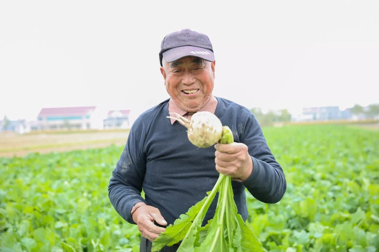 冬吃萝卜夏吃姜,如皋的萝卜最会翻花样!