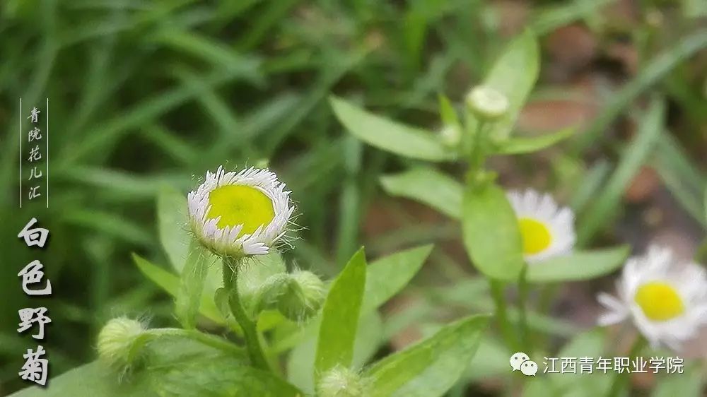 白色野菊