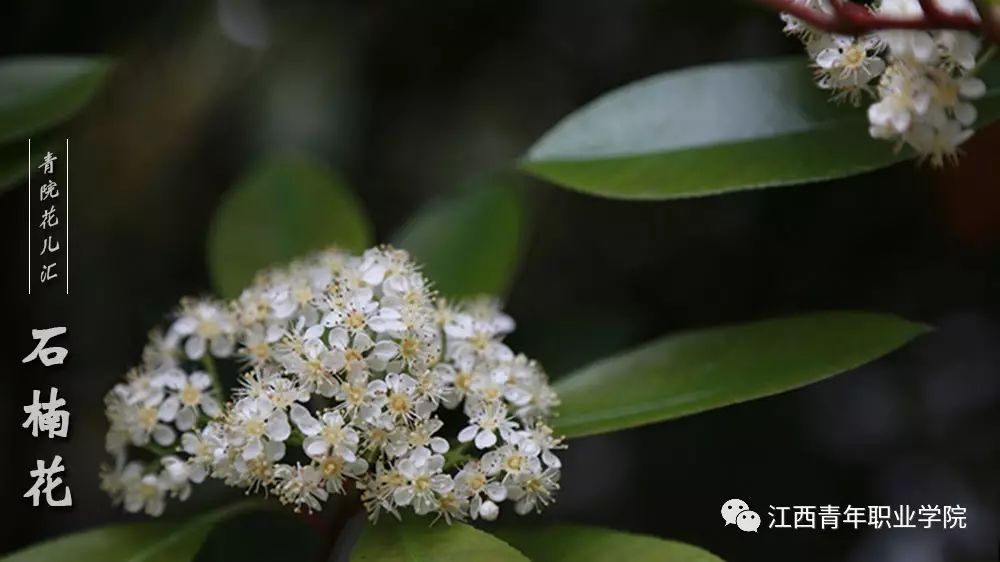 石楠花 / 熊国国 摄