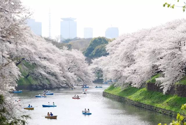 上野公园不忍池中游船赏樱