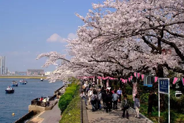 花开繁盛的隅田川墨堤