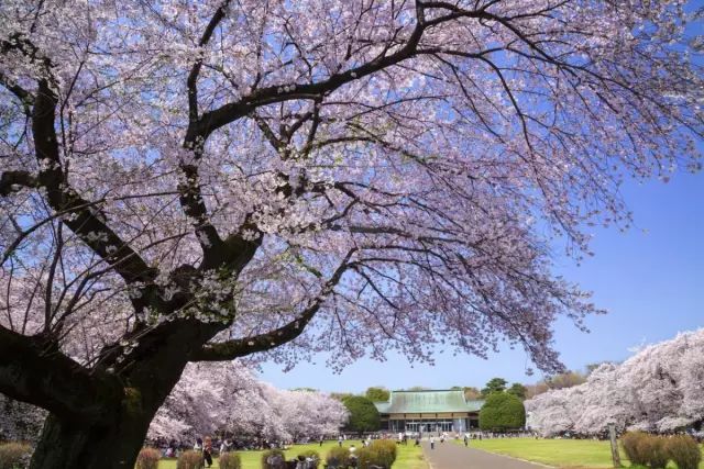 小金井公园开得炽烈的樱花