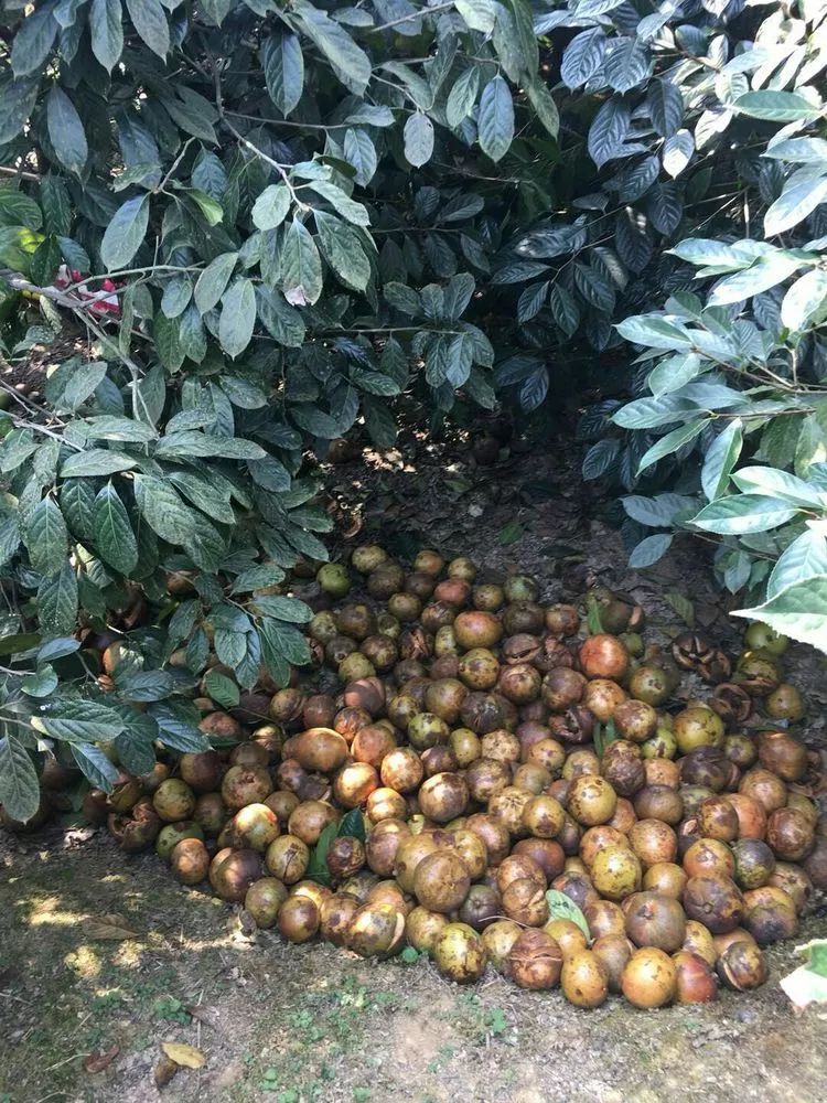 红花大果油茶榨油现场推介会如期而至诚邀所有恭城的父老乡亲参加