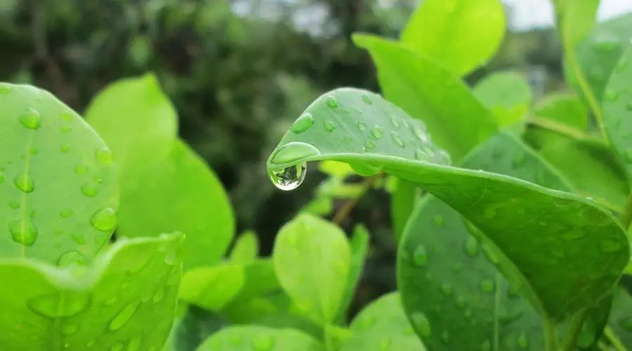 你知道绿色植物是怎样吸收和运输水分的吗?-来自微信