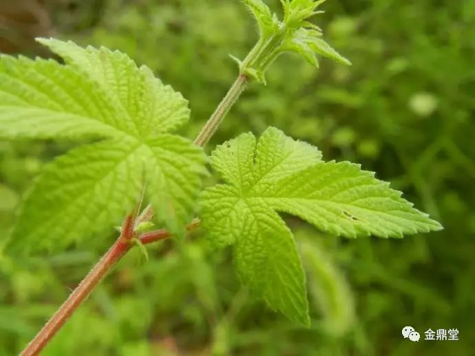 路边常见的野草也许就是药教你认识这些有用的中草药