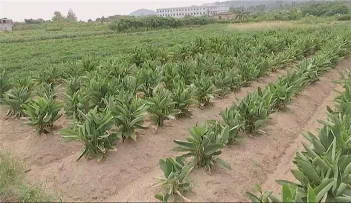 汕头濠江人的传统美食——东京薯（竹芋）