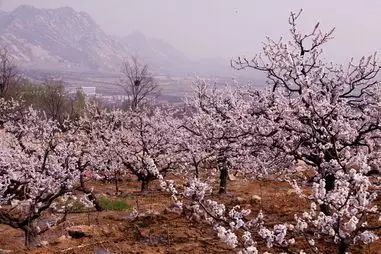 北京凤凰岭景区门票优惠政策_北京凤凰岭自然风景区门票_北京凤凰岭门票