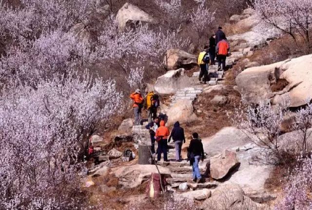 北京凤凰岭景区门票优惠政策_北京凤凰岭门票_北京凤凰岭自然风景区门票