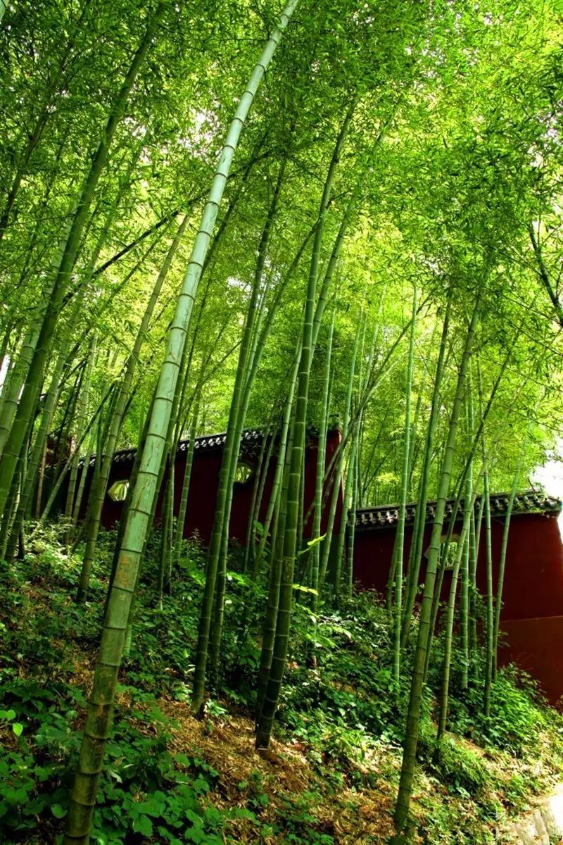 这里的竹子年龄很大了,修长翠绿,参天蔽日,行走在林荫小路中,呼吸着