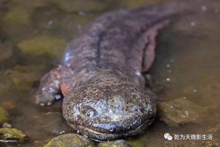 国家二级保护水生物种:娃娃鱼的趣闻