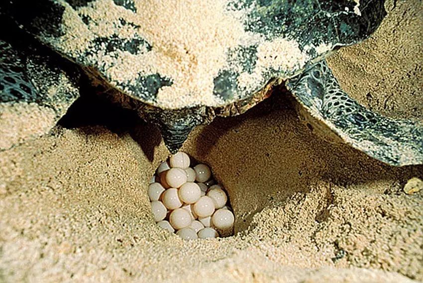 雌海龟每年产卵多次,每次产91~157枚卵.