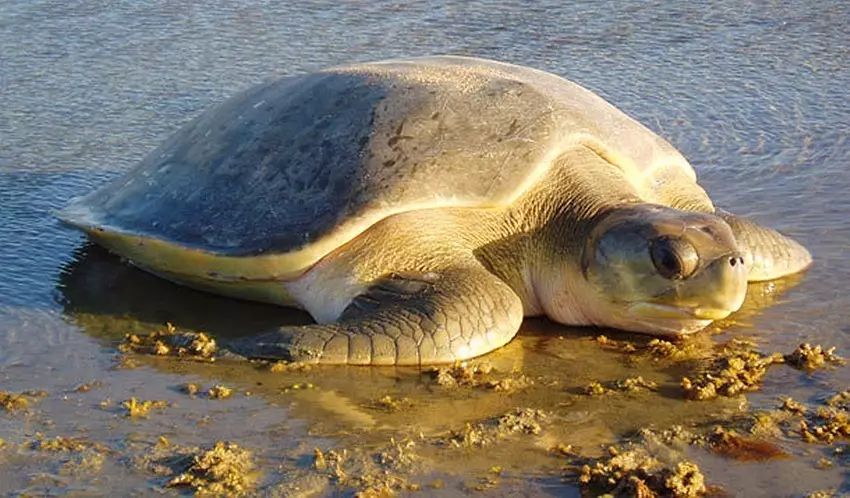 【海洋生物百科】海龟