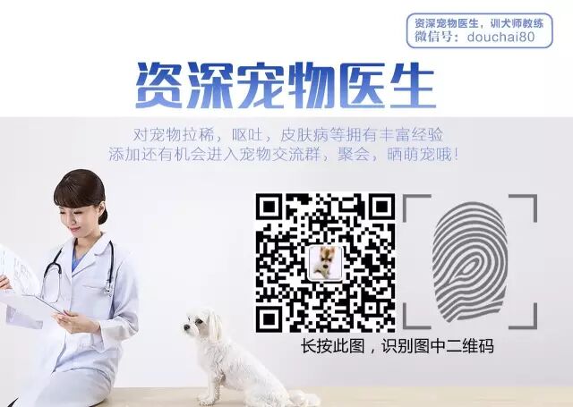 国外一网友路遇一只大胖橘猫,误以为怀孕而送往救治,结果好尴尬