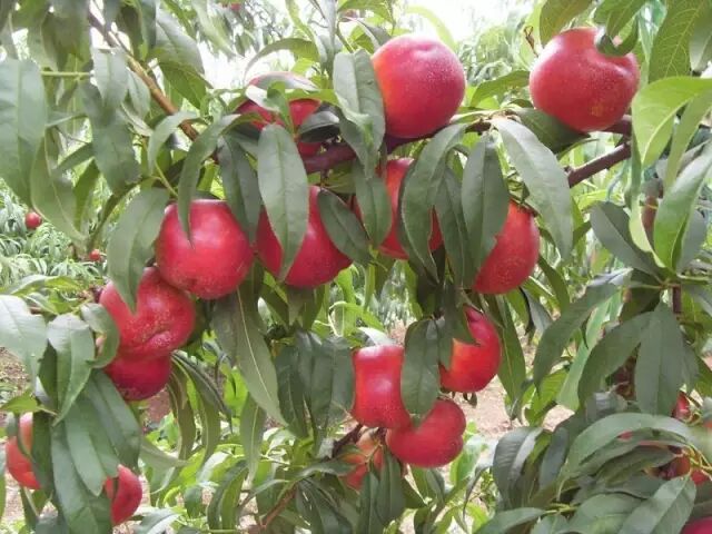 徐州这个地方一天玩个来回刚刚好！还有漂流、采摘、骑马和龙虾节在向你招手