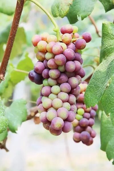 徐州这个地方一天玩个来回刚刚好！还有漂流、采摘、骑马和龙虾节在向你招手