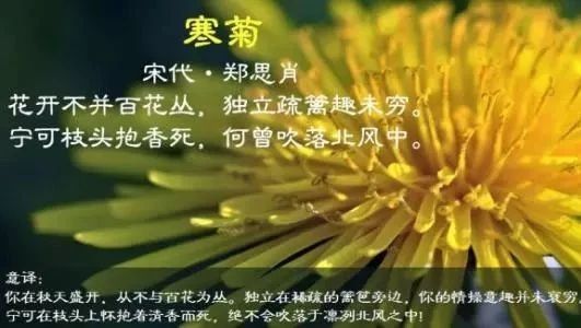 夜读 寒菊 郑思肖 点丫丫 微信公众号文章阅读 Wemp