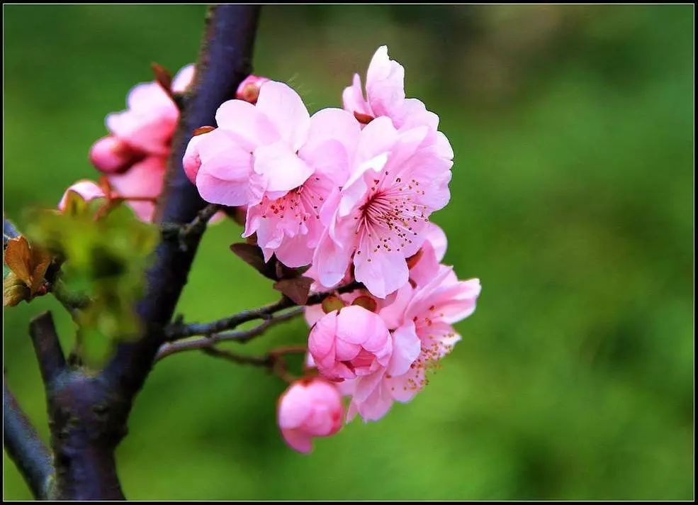 感受飘落的樱桃花【第四十一期】
