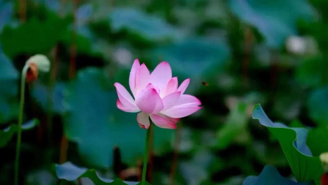 早安，“夏日疏影，清荷飘香。”