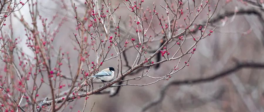 摄图网_501718473_wx_梅花（企业商用）.jpg