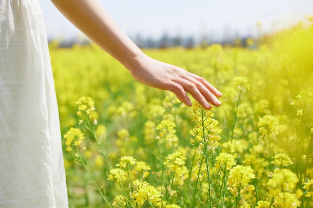 摄图网_507707335_banner_手触摸油菜花特写（企业商用）.jpg