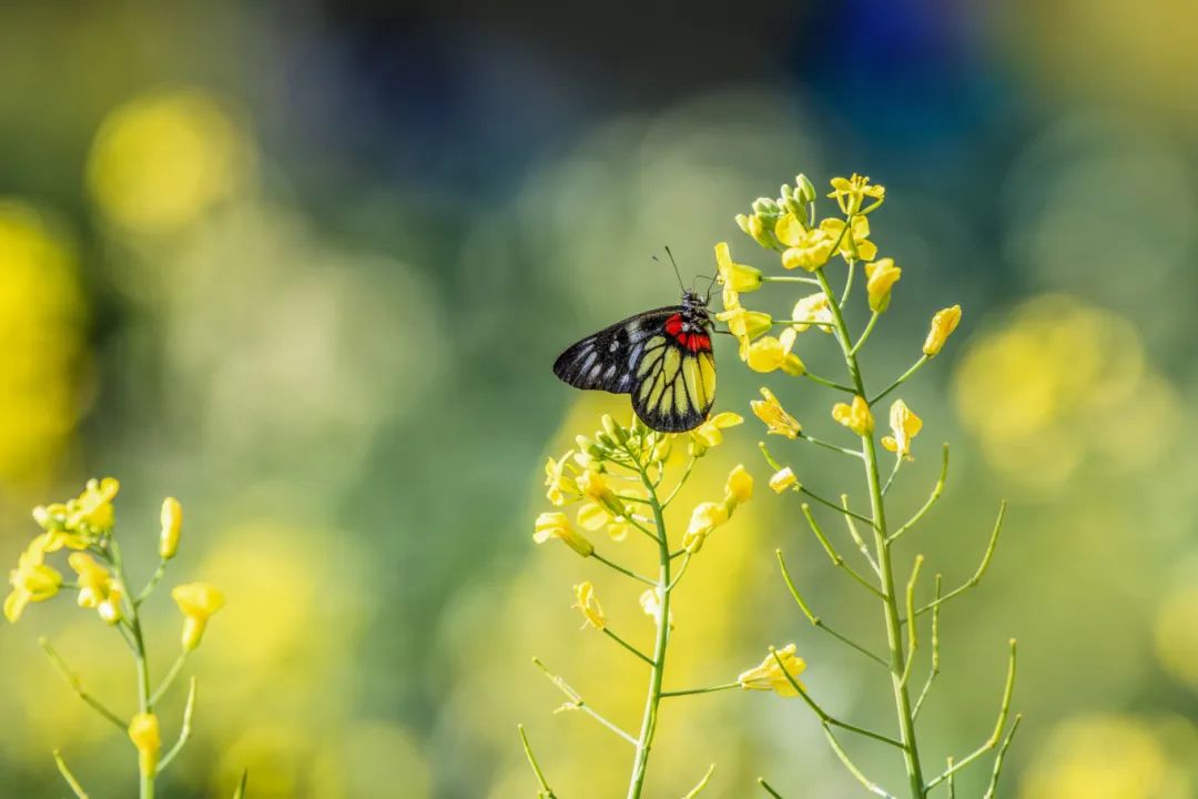 摄图网_507762848_banner_春天盛开的油菜花引来采蜜的蝴蝶（企业商用）.jpg