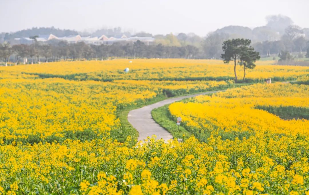 摄图网_501730134_banner_南京高淳国际慢城春天的油菜花田（企业商用）.jpg