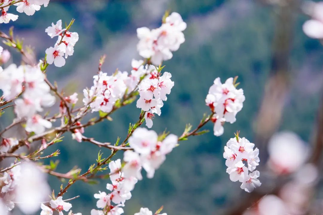 摄图网_500828829_banner_西藏林芝桃花特写（企业商用） (1).jpg