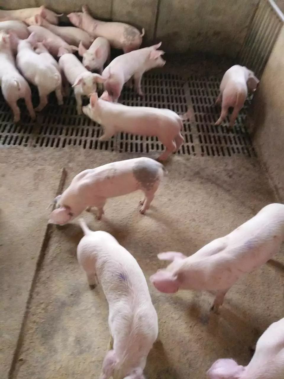 赵子龙卖猪苗20600头猪苗今日起售,欲购从速