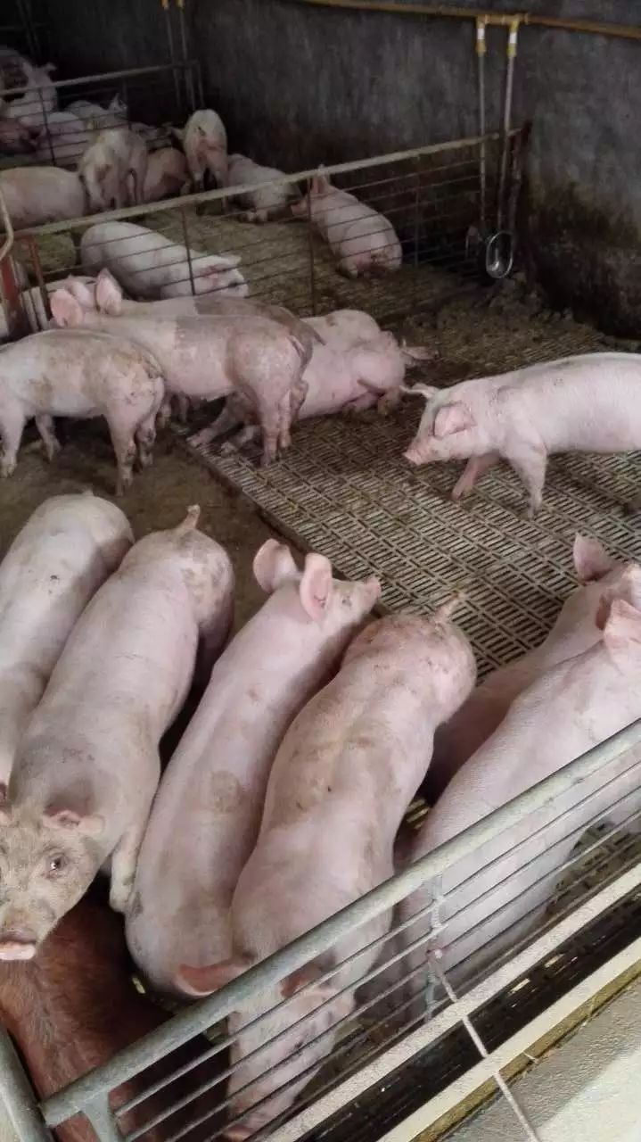 赵子龙卖猪苗20600头猪苗今日起售,欲购从速