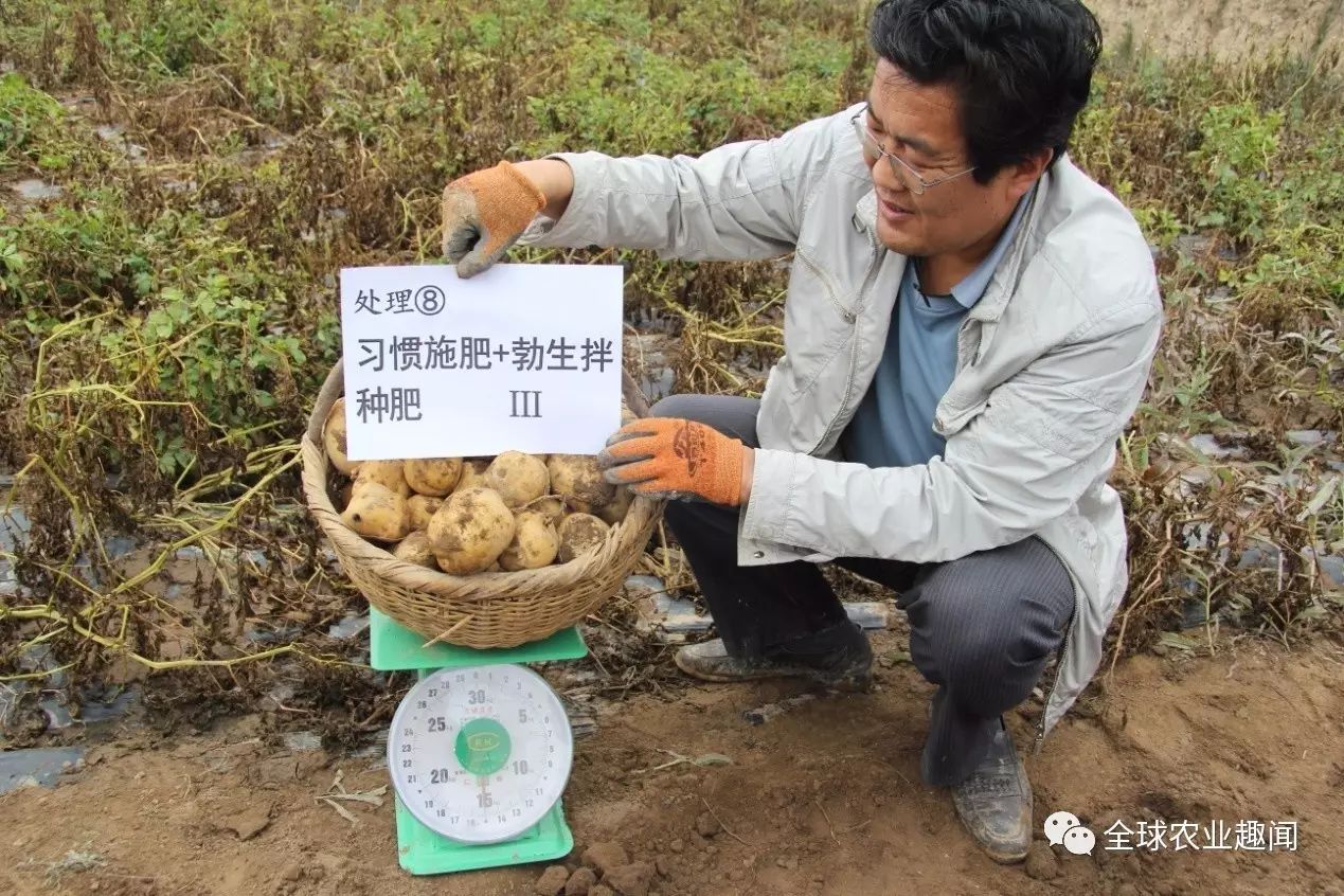 薯块不烂,出芽率高,马铃薯拌种剂你用对了吗?