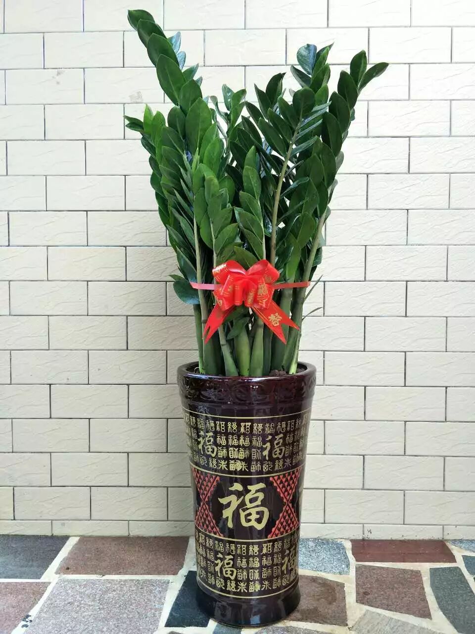 小号金钱树