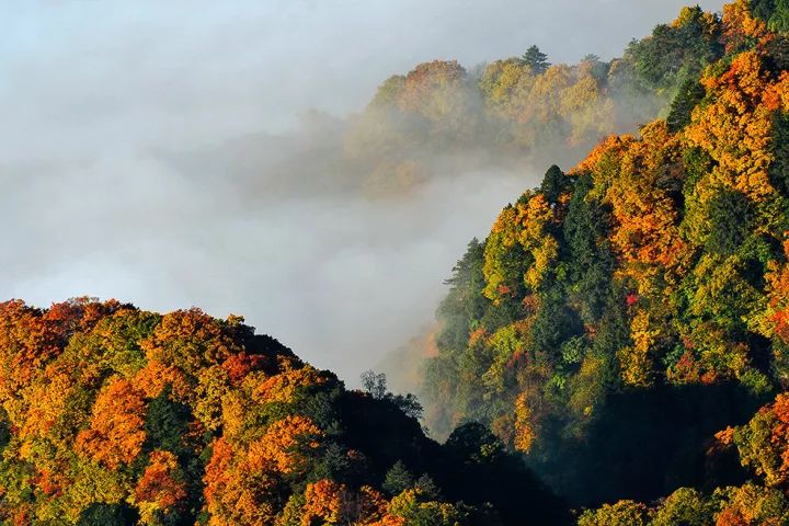 四川最美的15個紅葉區，一到秋天就燃成一片片紅海！ 旅行 第10張