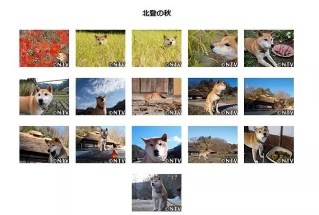 16歲表情包柴犬北登去世 日本網民集體哀悼