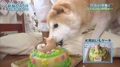 16歲表情包柴犬北登去世 日本網民集體哀悼