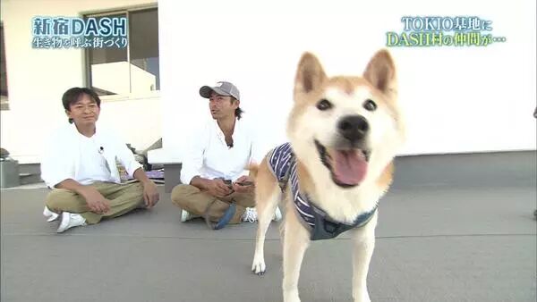 16岁表情包柴犬北登去世 日本网民集体哀悼