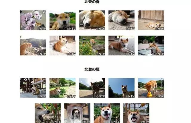 16岁表情包柴犬北登去世 日本网民集体哀悼